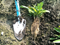 ミシマサイコ-栽培中途での掟破りの掘り起こしをやってみた。