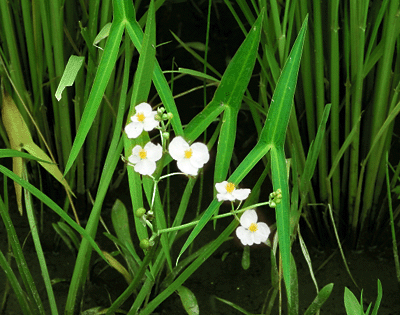 �����I���V�`�������I���_�J�̗t