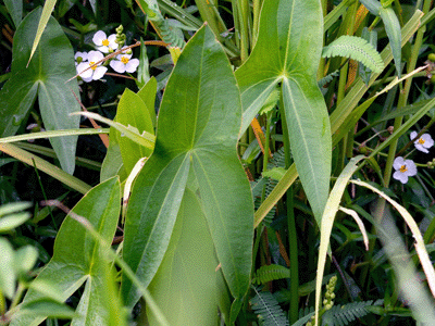 �����I���V�`�������I���_�J�̗t