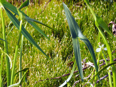 �����I���V�`�������I���_�J�̗t