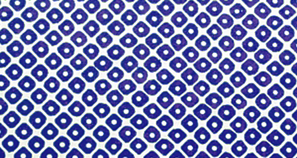 ���̎q�i�̃C���[�W�摜