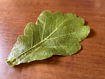 ���Ă͐H��Ƃ��ėp����ꂽ�J�V���̗t