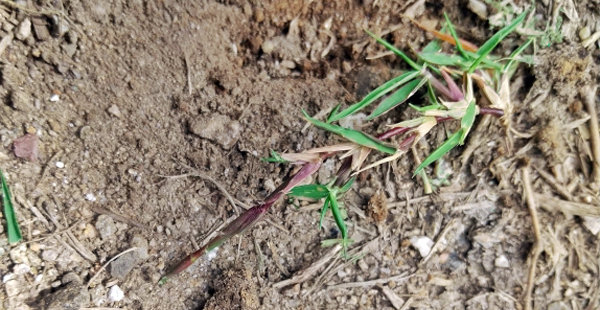 地面を這うように発達する匍匐茎の一例