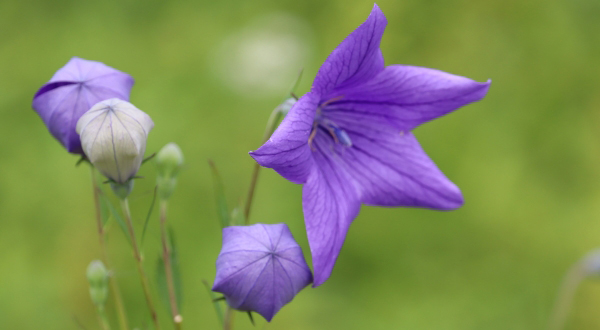 �L�L���E�̃C���[�W�摜