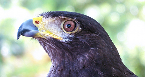 鷹の羽紋の題材となったタカのイメージ画像