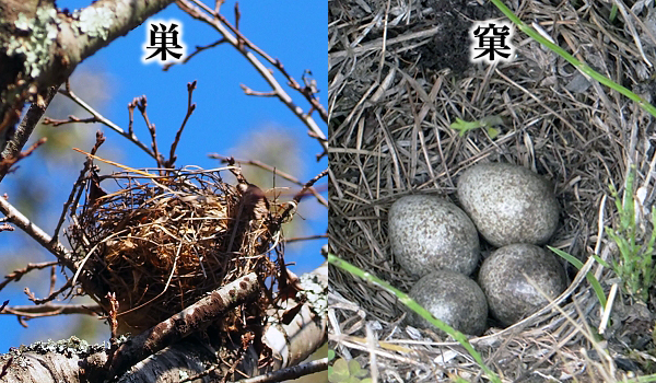 巣と窠の違いを示すイメージ画像