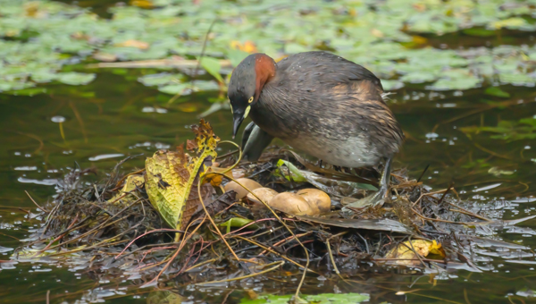 卵を抱えた水鳥のイメージ画像